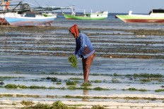 Cosmetics producer sets up seaweed processing plant in West Lombok