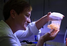 Giant sea snail plan to rescue Barrier Reef