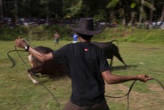 A handler with a lasso on guard to avoid a bull from leaving the field and possibly endangering the spectators. JP/Sigit Pamungkas