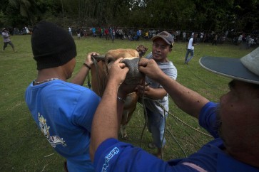 A tradition of bull fighting