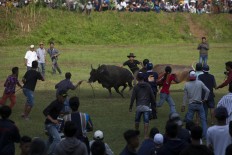 Guards try to catch an escaped bull. JP/Sigit Pamungkas