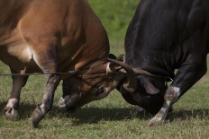 Two bulls  lock horns during the cow fighting show at Bawean, East Java. JP/Sigit Pamungkas