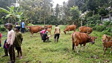 Govt team evacuates cattle from Mt Agung's 'red zones'
