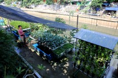 Urbanites find solace in urban farming amid COVID-19 quarantine