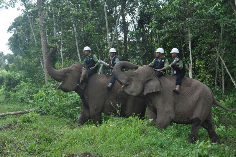 Elephant Flying Squad Keeps the Peace