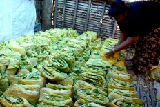 A woman arranges the folded tobacco leaves into neat rows for processing further. JP/Wahyoe Boediwardhana