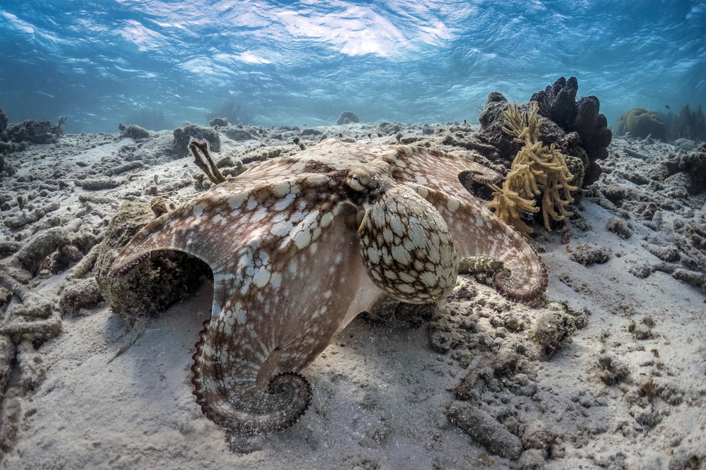 Octopus skin inspires versatile new camouflage material ...