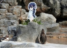 Japan zoo mourns death of love-struck penguin