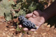 A Lebanese farmer inspects grapes at his vineyard planted next to a cannabis field on the outskirts of Deir al-Ahmar in the Beakaa Valley, one of the poorest regions in Lebanon and notorious for its cannabis production, on October 3, 2017. 