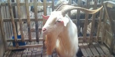 Goats slaughtered, stolen in South Tangerang
