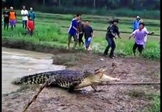 Saltwater crocodile dies after being caught by villagers