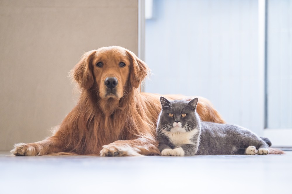 Pet insurance market in Japan expanding due to rising vet bills
