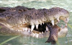 Crocodile snatches child on Philippine tourist island