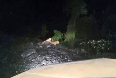 Tiger mauls Indonesian palm oil plantation worker to death