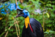 Local DJ infuses the sounds of West Papua’s jungle into new single