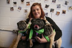 Hugs for Pugs at London's latest pup-up cafe