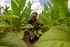 A worker picks tobacco leaves. JP/Aditya Sagita