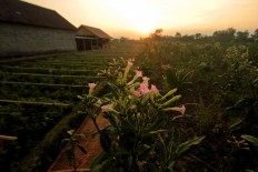 Tobacco flowers are seen in the foreground with tobacco plants in the background, in Manisrenggo village, Klaten regency, Central Java. A total of 600 hectares from a 1,509 hectare plot in the district is allocated for tobacco plants. JP/Aditya Sagita