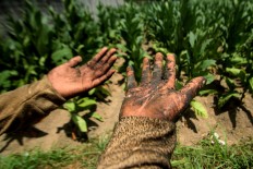 A worker shows his blackened hands due to the nicotine contained in tobacco plants. Many workers suffer from irritation to their arms and legs after working in the field. JP/Aditya Sagita