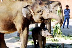 Sumatran elephant found dead with five bullet wounds in chest, head