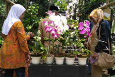 Yogyakarta village eyes ecotourism with organic vegetables 