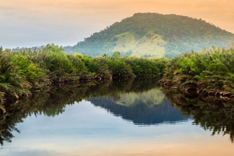 Scenic view of a tropical forest in Kalimantan.
