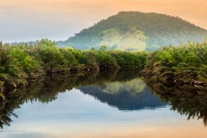 Scenic view of a tropical forest in Kalimantan.