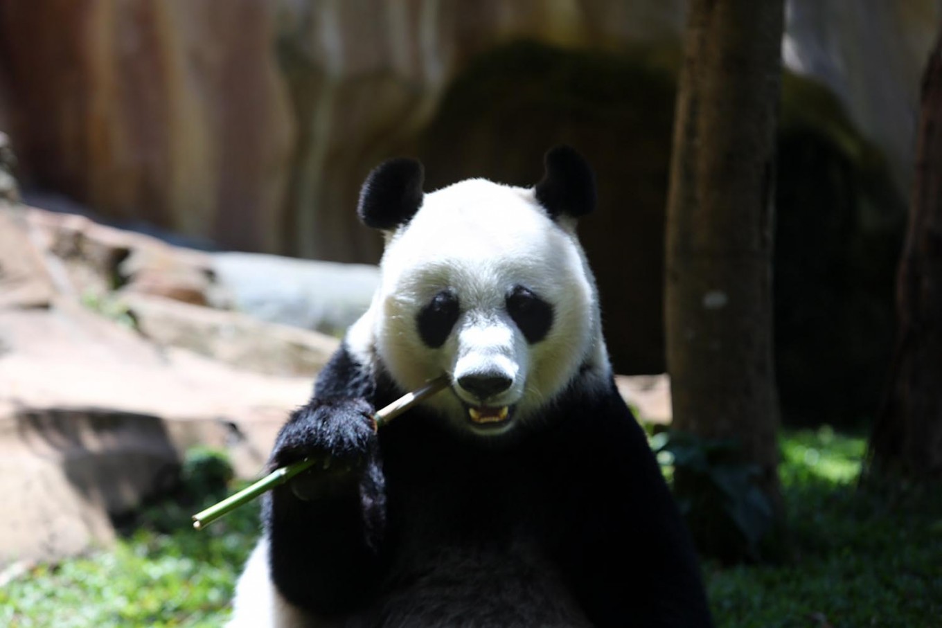 Taman Safari celebrates five years of Indonesia-China panda conservation