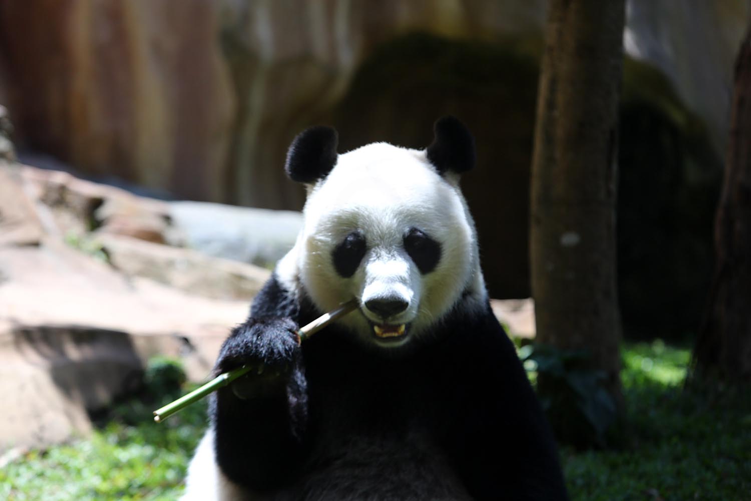 gaji zookeeper taman safari