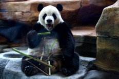 As quarantine ends, pandas ready for public viewing