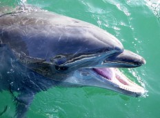 21 dolphins die after washing up on Mexico beach