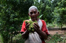 The spice of life: Dang Warang, 80, holds up clove flower buds he has harvested in Lasiela, Maluku. JP/ Arief Suhardiman