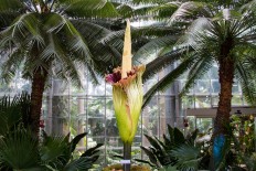 Mekarsari park's titan arum to bloom this Sunday