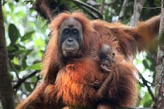 Newly discovered orangutan species is most endangered great ape: study
