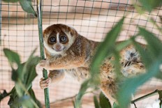 Sunda slow lorises undergo wildlife rehabilitation in W.Kalimantan   