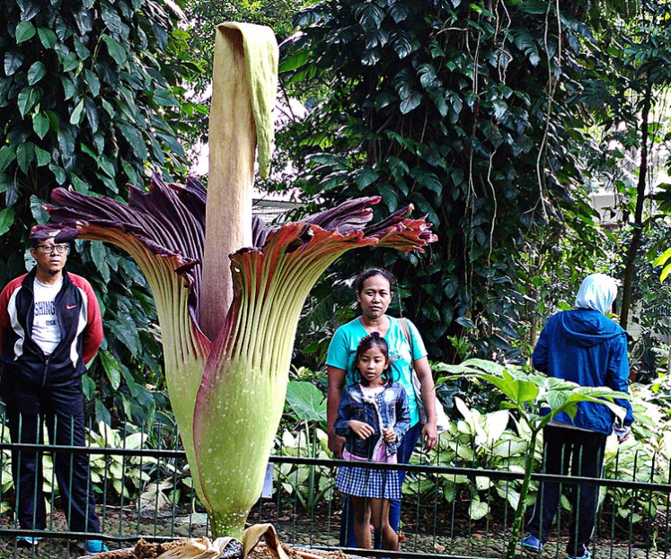 Visitors of Bogor Botanical Gardens observe a blooming 'corpse flower' titan arum in West Java, on Jan. 4, 2020.