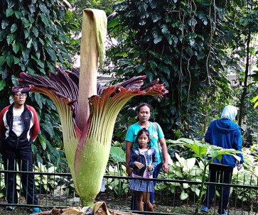 Corpse flower blooms in West Java botanical garden