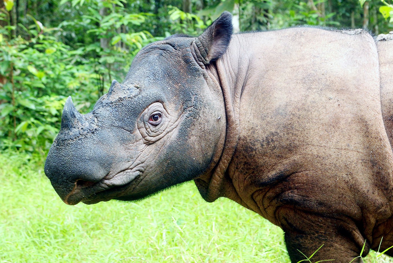 Носорог в тропическом лесу. Суматранский носорог. Суматранский Бегемот. Суматранский двурогий носорог. Суматранский носорог и Бегемот.