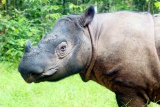Sumatran rhinos' last chance of survival