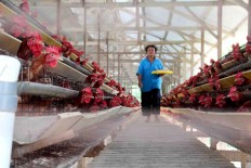 Ministry, FAO warn farmers of bird flu