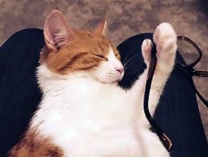  New Zealand mourns death of Prime Minister's cat  