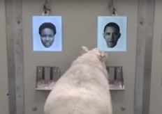 Baa-rack! Sheep recognize Obama from photo
