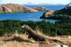 Tourism to Komodo Island must be controlled: Official 
