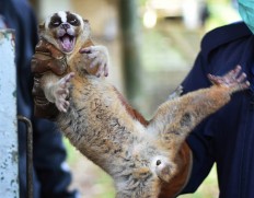 8 Javan slow lorises released into natural habitat