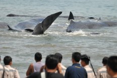 Seventeen whales stranded on Sabu Island, 11 dead