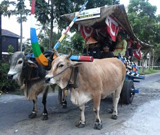 Sleman hosts tourist village festival 