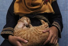 Amputated cat gets fresh blood from fellow feline in Central Java