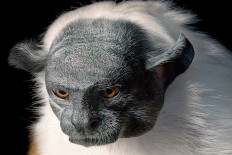 Photographer captures human face of endangered species