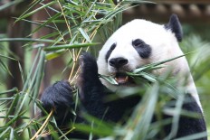 From doom to bloom: The bright side to extinction