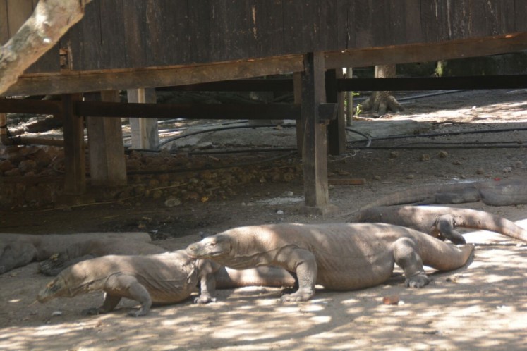 Protected species: Komodo lizards are seen near a hut in Loh Buaya, Rinca village, Komodo district, West Manggarai, East Nusa Tenggara. 